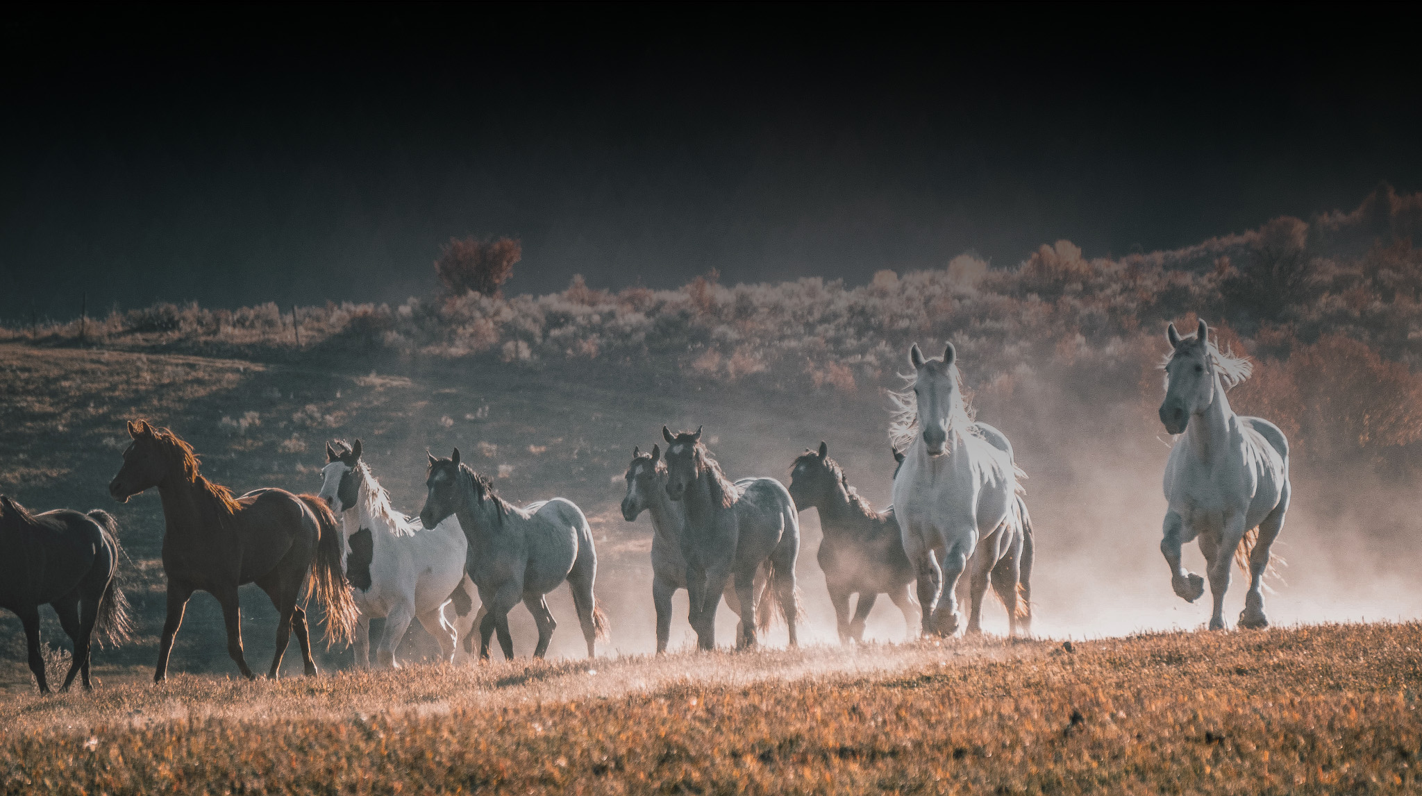 Horses Running on the Bronze Buffalo Ranch